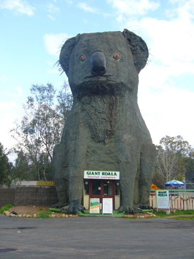 巨大コアラ　オーストラリア